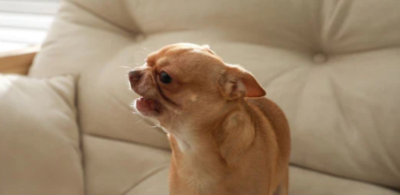 tracheal collapse causing cough in dogs