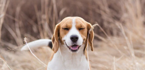Allergies causing cough in dogs