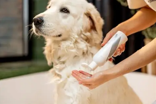 parasites causing dog coughing