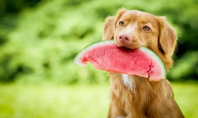Can Dogs Eat Watermelon? Expert Advice on Feeding