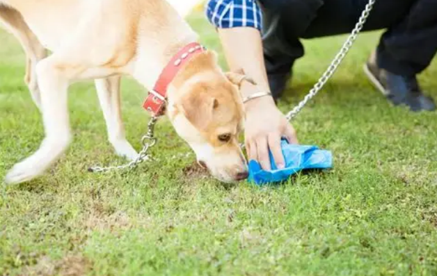 Coprophagia in dogs