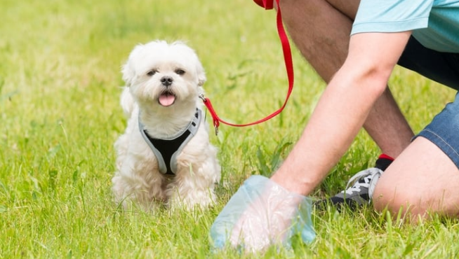 reasons for a dog eating poop