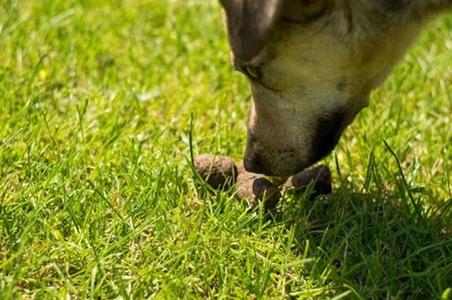 stop dog from eating poop