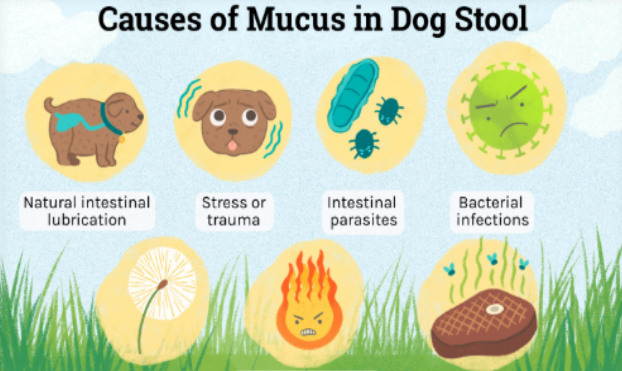 causes of jelly like mucus in dog’s poop