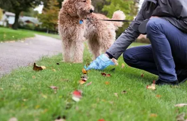 a dog having jelly-like mucus in its poop