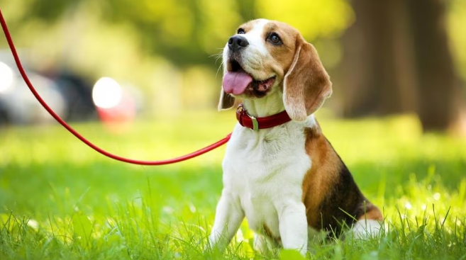 flea and tick treatment in dogs