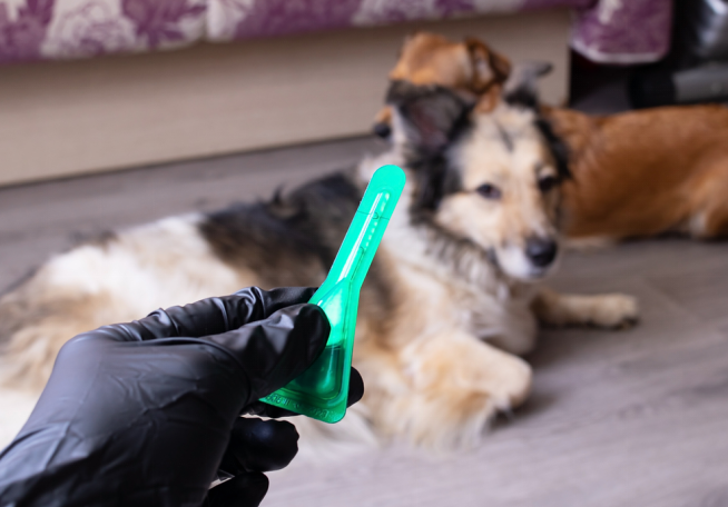 regular grooming for the prevention of parasites