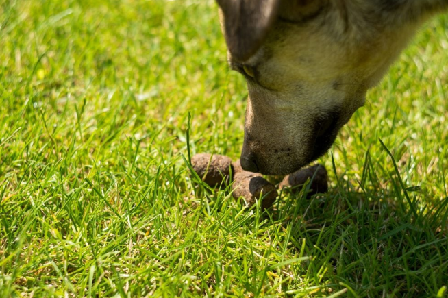 Why Do Dogs Eat Their Own Poop? The Complete Guide for Dog Owners