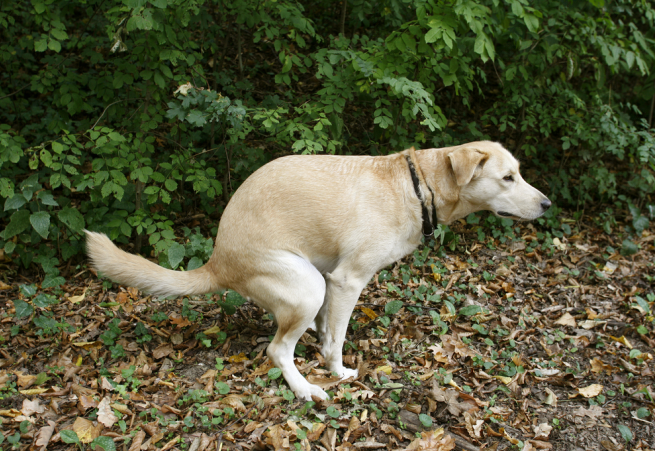 Jelly Mucus Dog Poop: What It Means and When to Worry