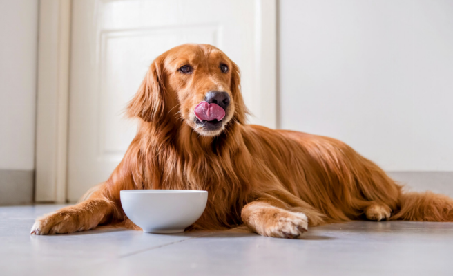 How Much Should I Feed My Dog? Complete Guide