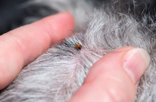 A Complete Guide to the Best Flea and Tick Prevention in Dogs