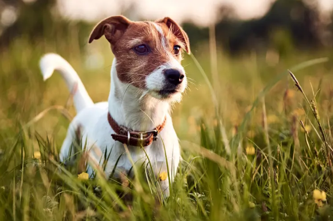 How Old Is My Dog? Simple Ways to Tell a Dog's Age
