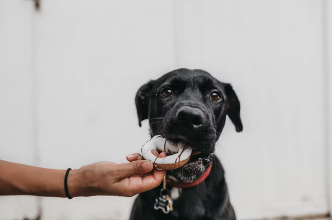 The Dangers of Chocolate for Dogs: What Every Pet Owner Should Know