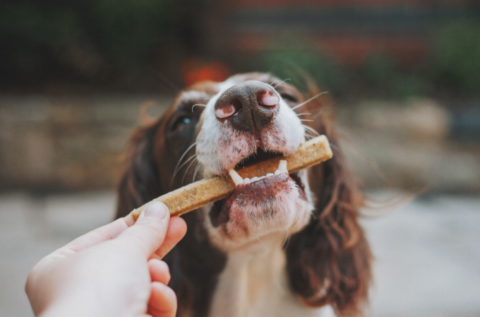 A dog biting a treat given by a human