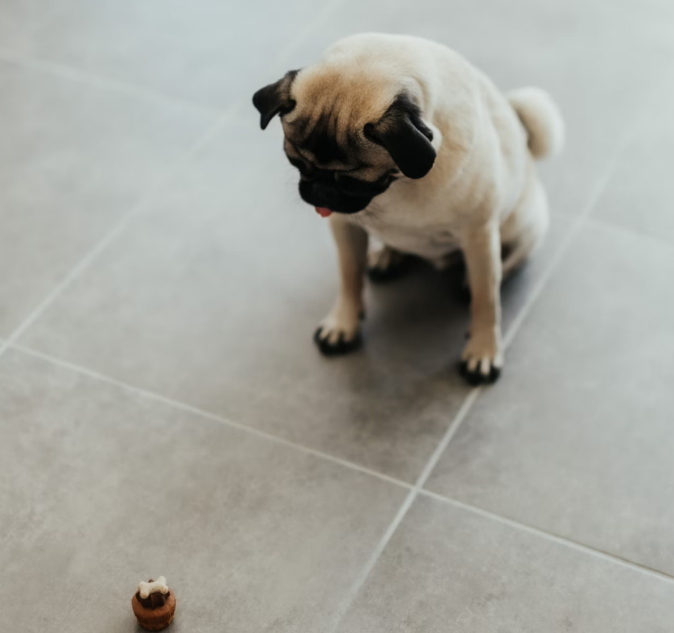 A dog looking at a chocolate treat on the floor