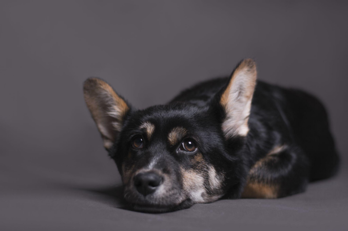 Old dog resting while experiencing blood in poop symptoms