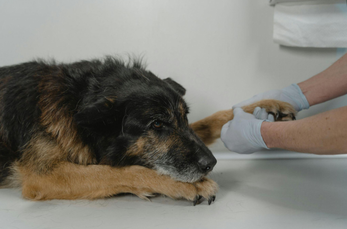 Veterinarian treating dog with hemorrhagic gastroenteritis