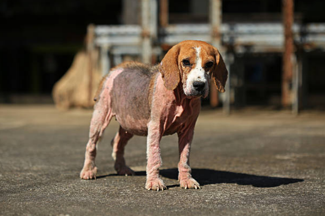 A puppy with scaly skin due to Mange