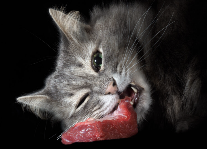 A grey Persian cat chewing a piece of raw meat with one eye closed