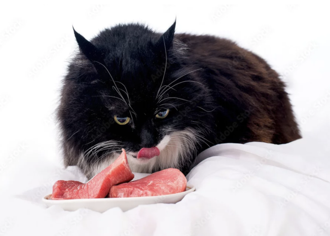 A black and white cat licking its lips while staring at raw meat on a plate