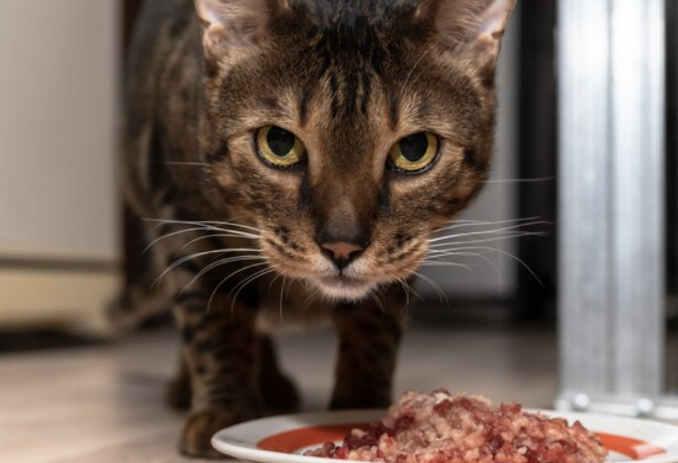 Bengal cat standing near a bowl of meat, staring into the camera