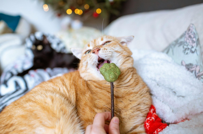 Can Cats Have Ice Cream