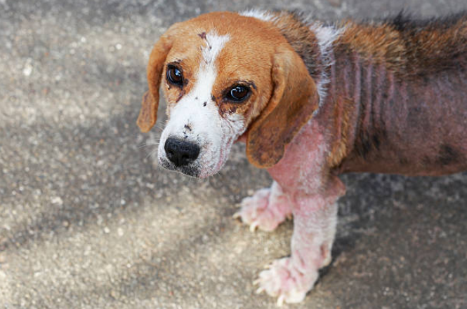A dog suffering from Mange