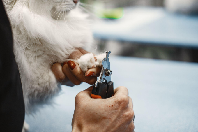 Person trimming a white fluffy cat’s claws with nail clippers.