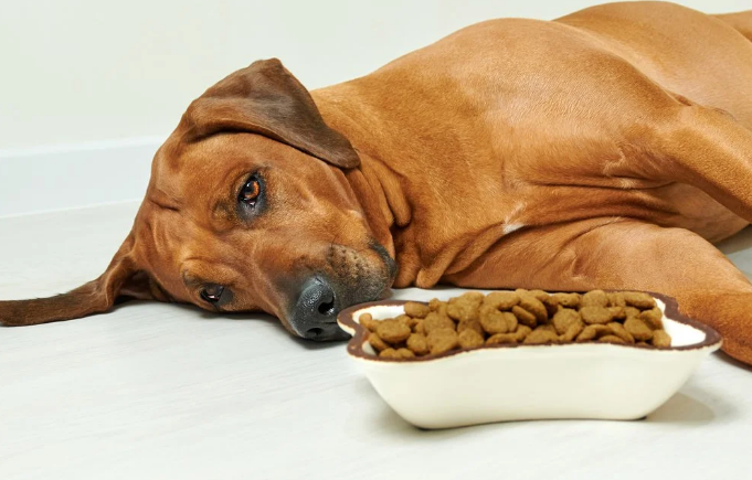 A dog not eating food due to diarrhea
