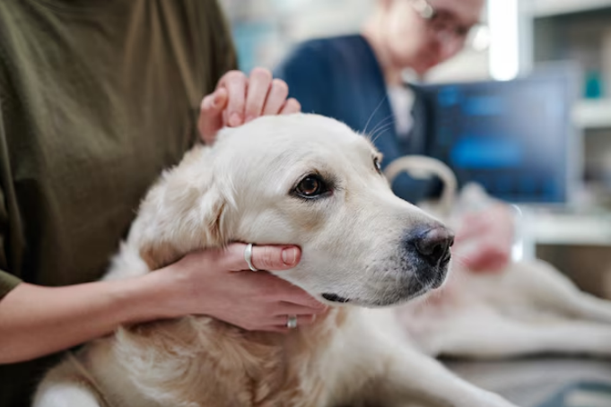 A sick dog being examined by a vet for diarrhea