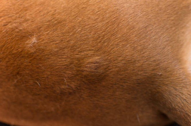 Medium-sized bumps on a dog’s skin