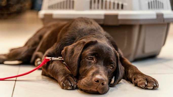 A sick brown dog laying on the floor 