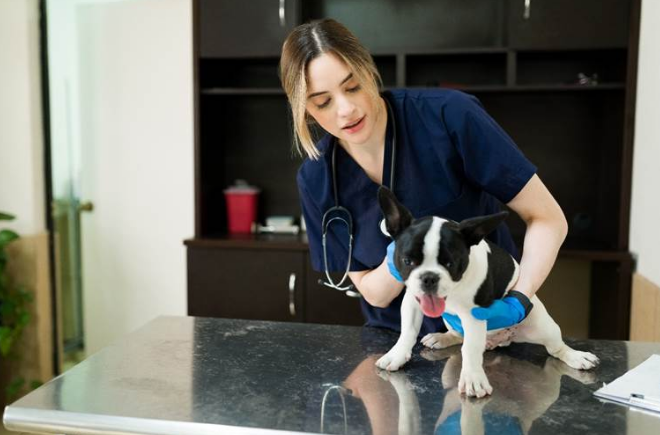 A female vet examining a dog