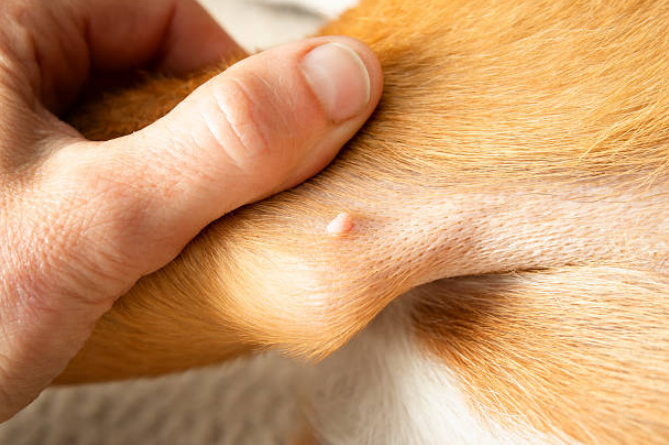 A tiny bump on a dog’s skin