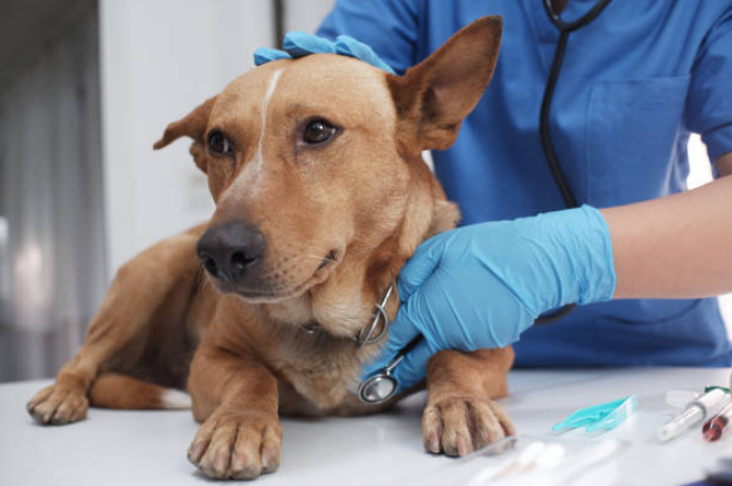 A vet examining a dog sick due to diarrhea