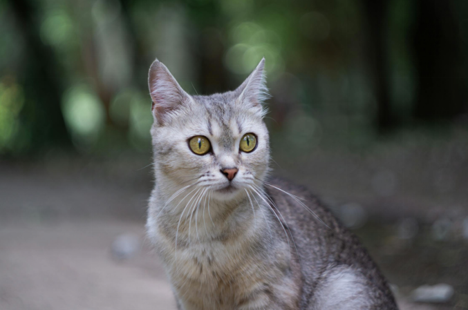 Burmilla cat sitting in a forest with trees behind it