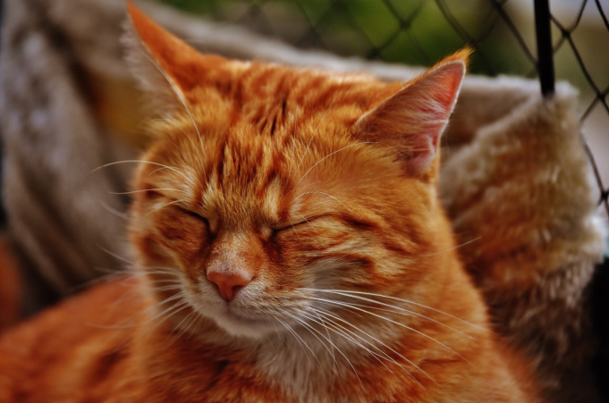 Somali cat with its eyes closed, sleeping on a couch
