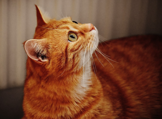 Somali cat looking up in curiosity