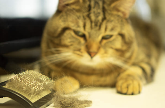 Tabby cat lying beside a brush with collected fur