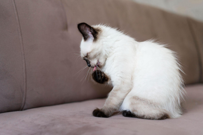 A cat licking its paw while sitting on a couch
