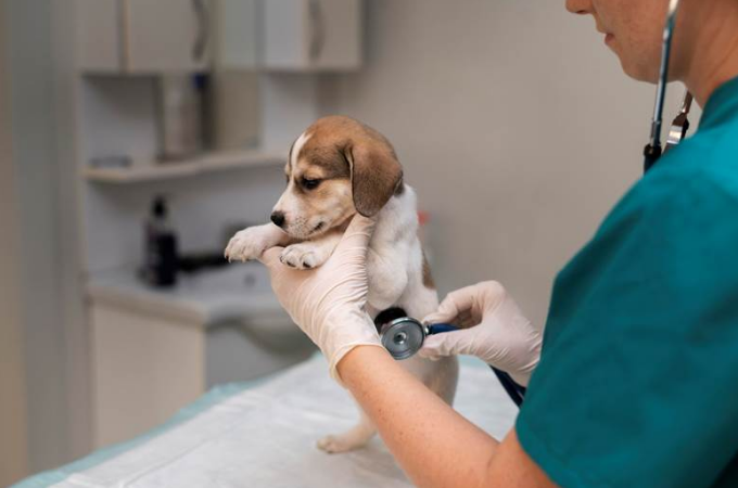 Close up on a veterinarian taking care of a dog