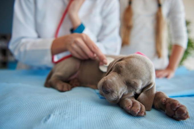 A vet examining a puppy's health