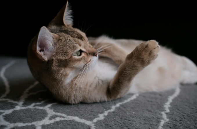 Burmilla cat laying on the ground and playing