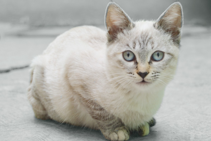 Burmilla cat sitting and staring into the camera