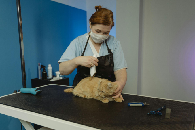 Veterinarian examining a cat, an important step in diagnosing liver disease