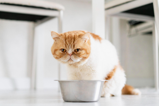 cat looking tired while sitting by a food bowl, possible sign of liver disease in cats