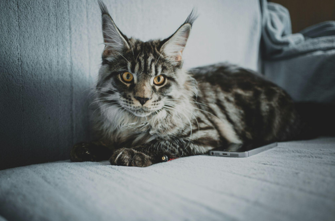 Tabby cat resting indoors, potential signs of lethargy from liver disease