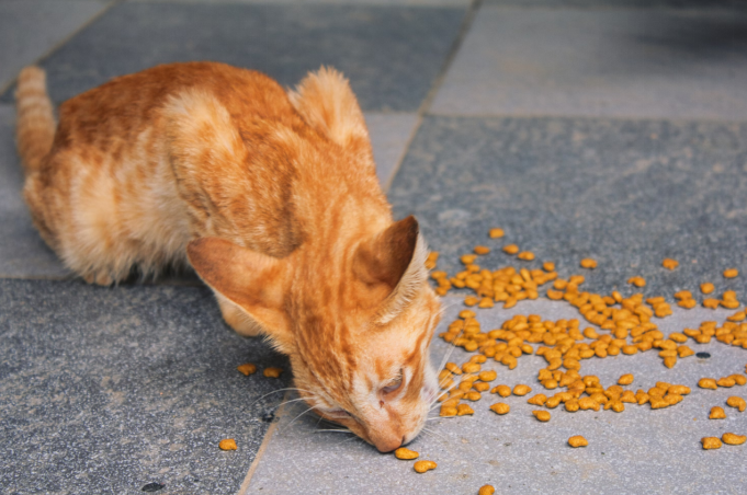 Cat eating unknown stuff off the ground
