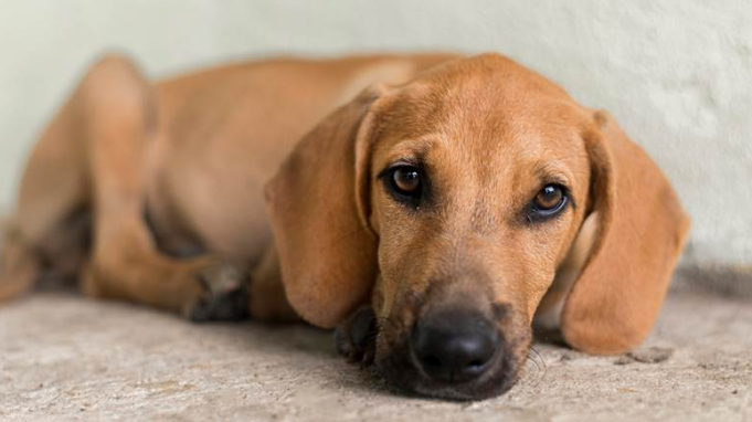 Parvo In Dogs: A Complete Guide to Prevention And Treatment