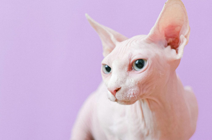 A close-up of a Sphynx cat, a popular hypoallergenic breed known for its hairless coat